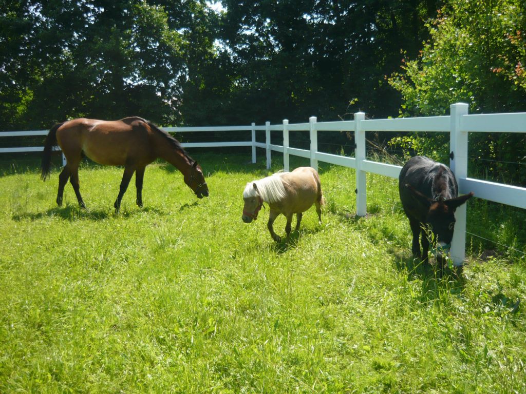 wady plastikowych ogrodzeń farmerskich dla koni